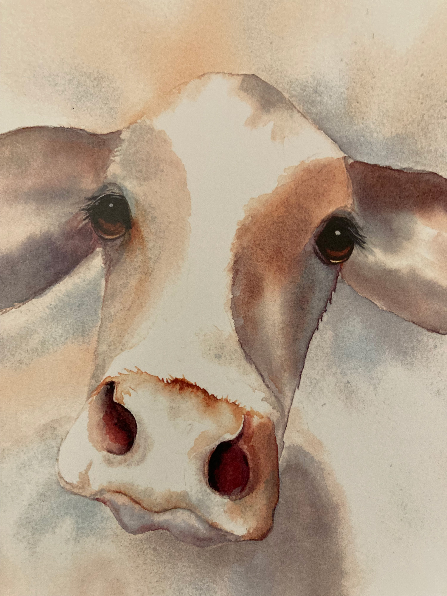 Kathy Andreini Cow 8x10