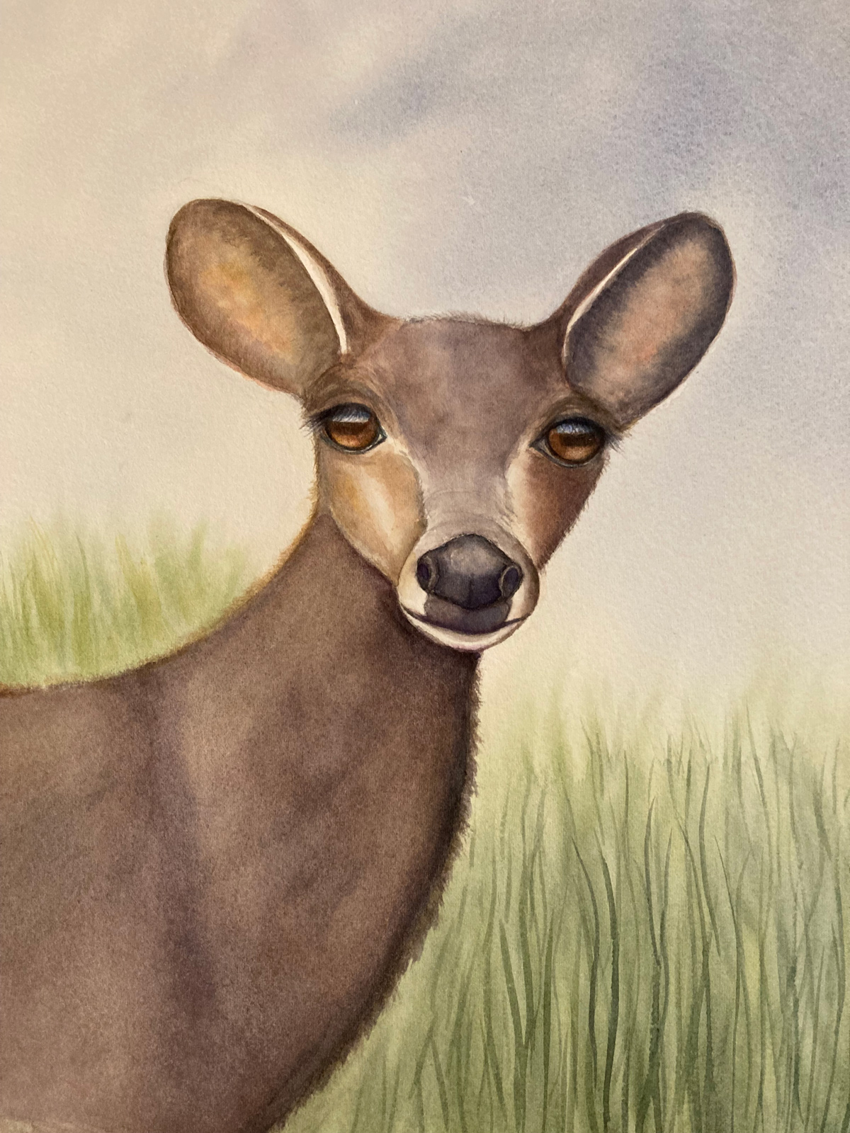 Kathy Andreini Deer 8x10