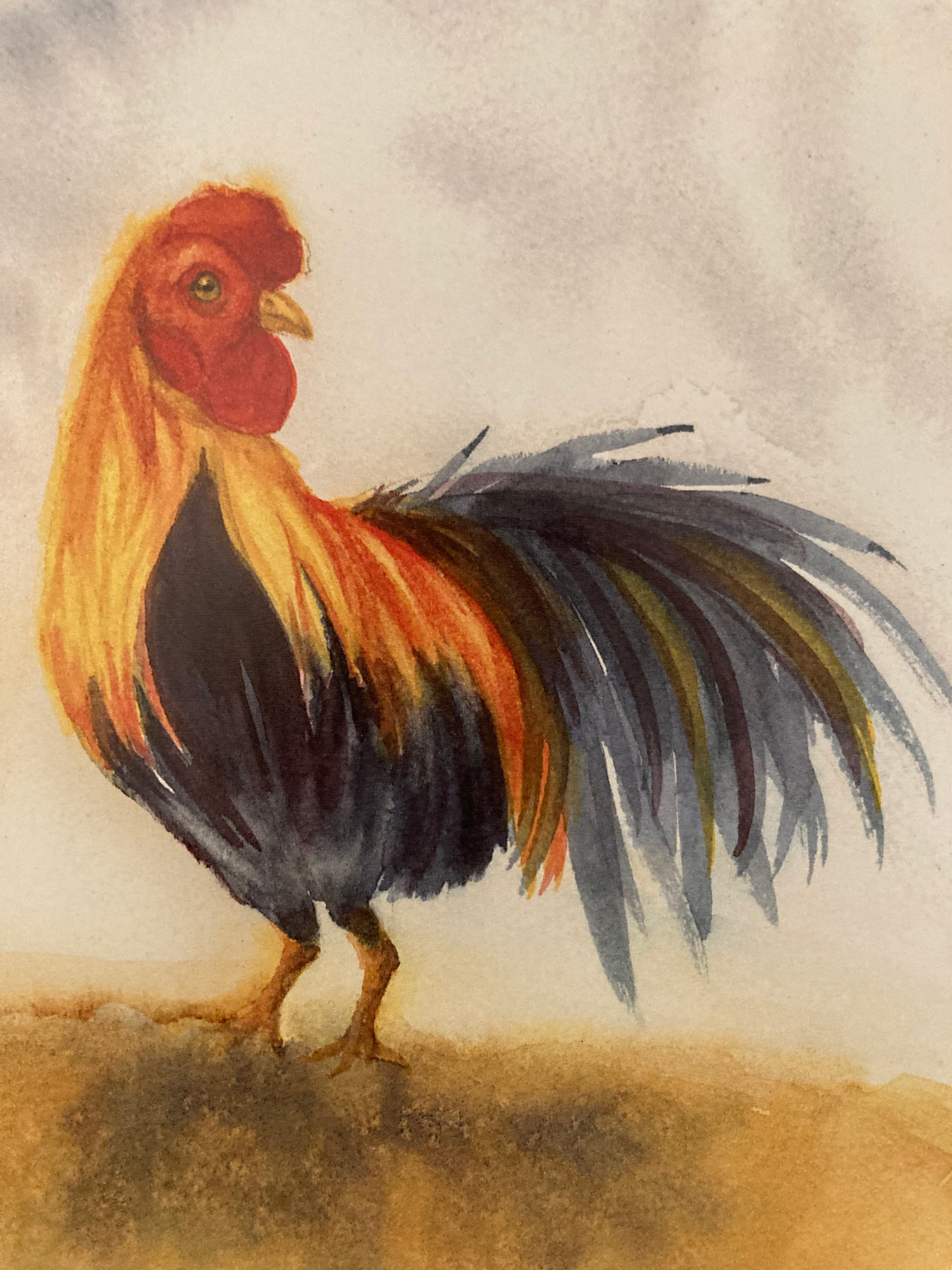 Rooster 5x7
